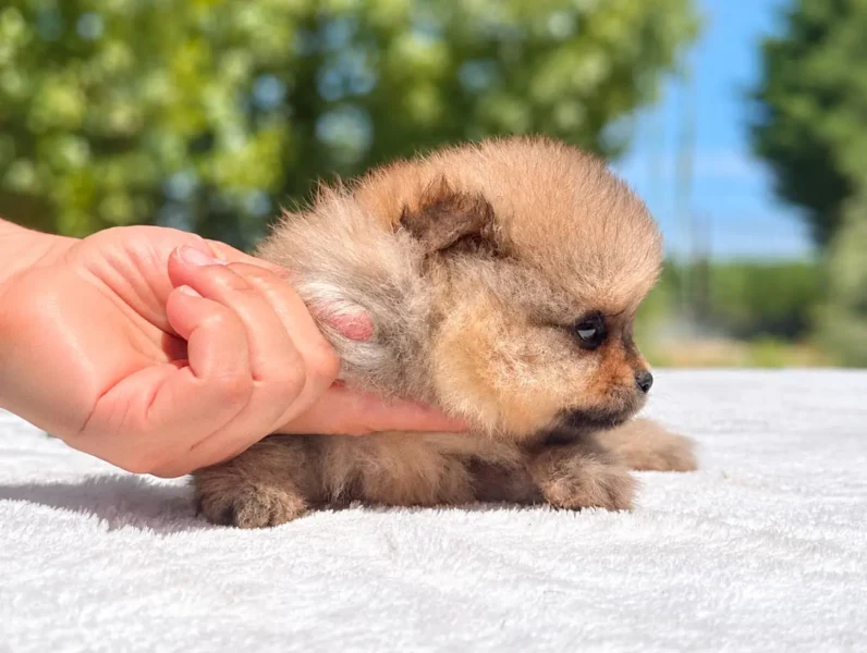 Cuccioli Pomerania