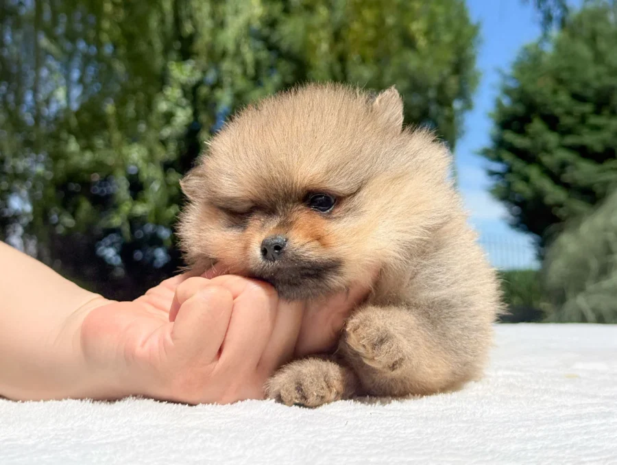 Pomerania Hannes2