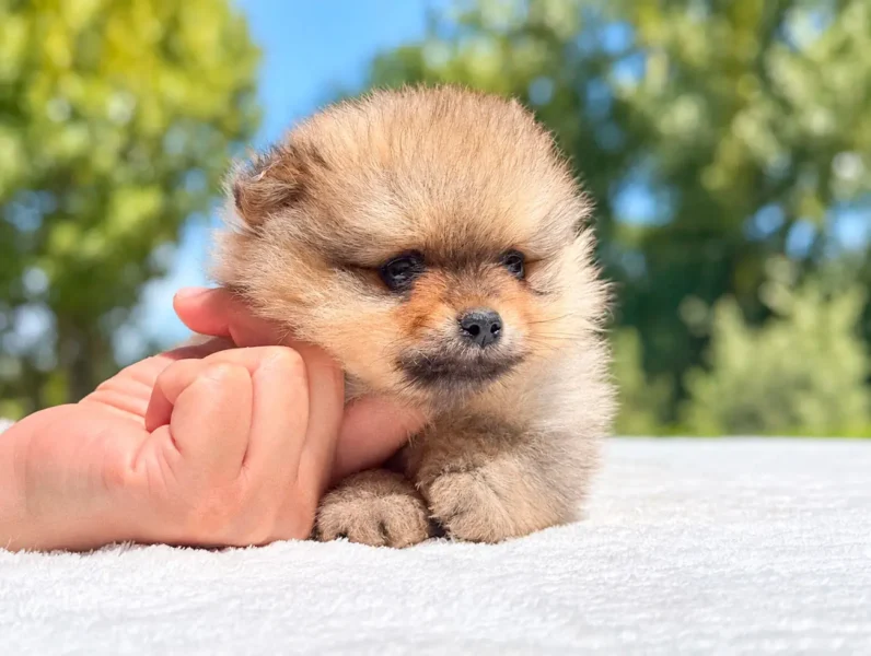 Vendita Cuccioli Pomerania