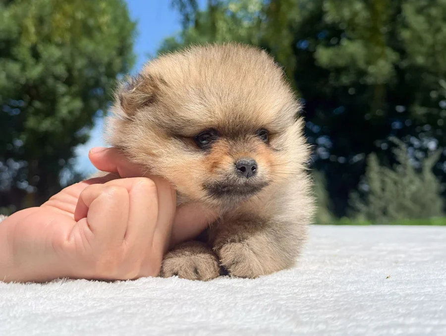 Pomerania Hannes3