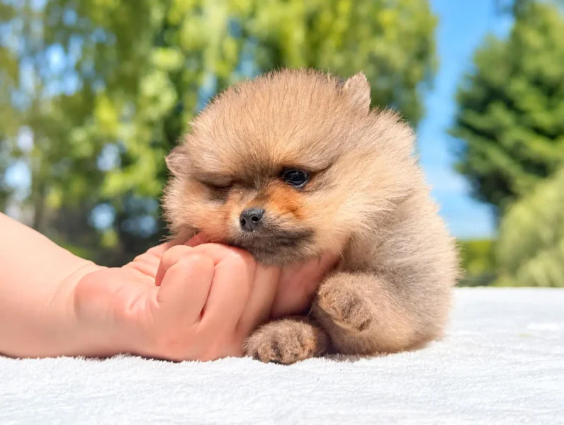 Allevamento Spitz Tedesco Nano