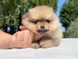 Pomerania Hannes4