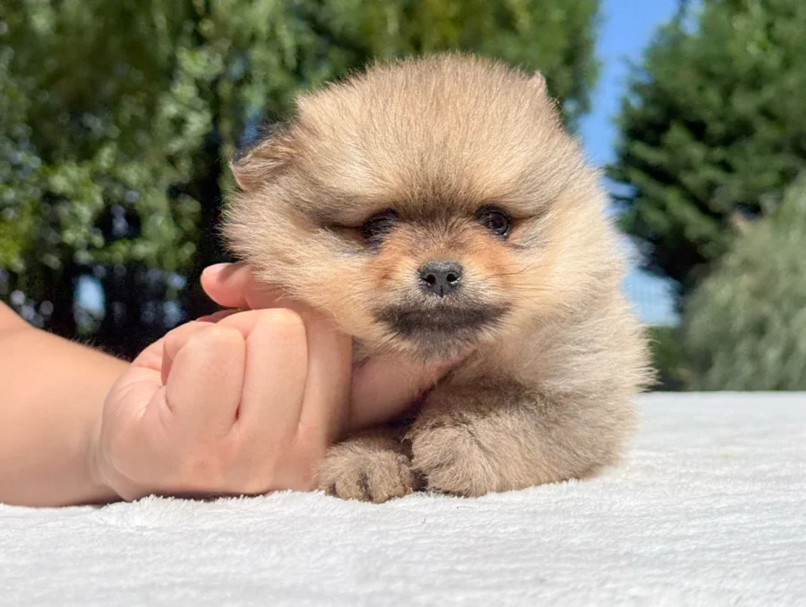 Pomerania Hannes4