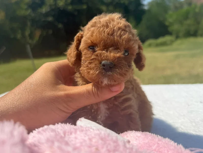 Allevamento Cuccioli Barboncino