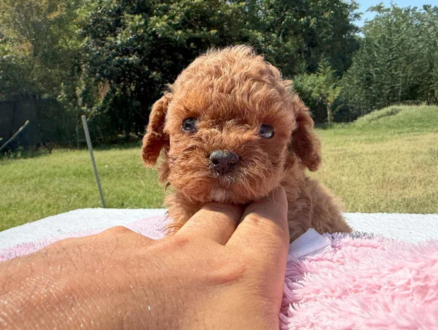 Vendita Cuccioli Barboncino Nano