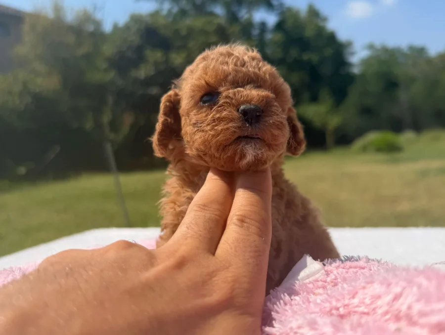 Cuccioli Barboncino Nano