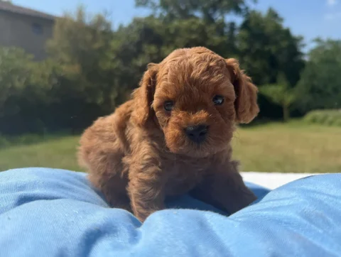 Vendita Cuccioli Barboncino