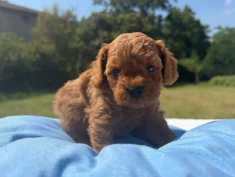Vendita Cuccioli Barboncino