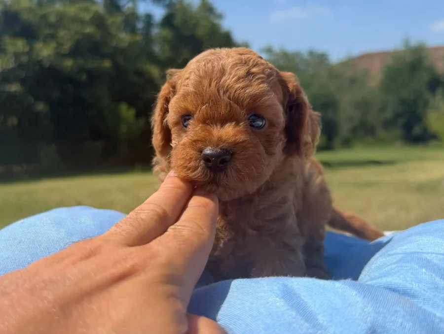 Cuccioli Barboncino