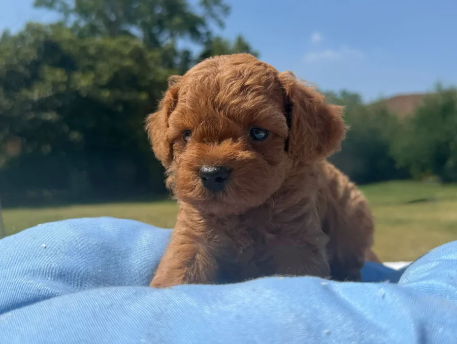 Allevamento Cuccioli Barboncino