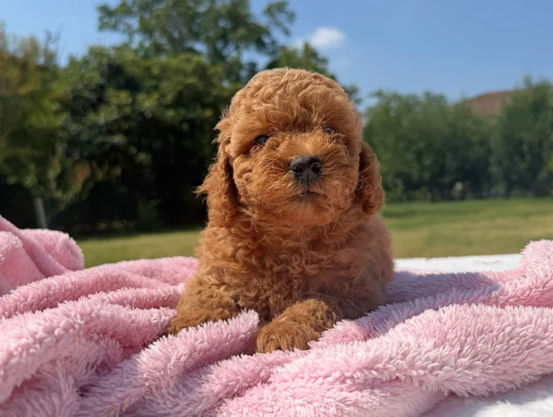 Cuccioli di Barboncino