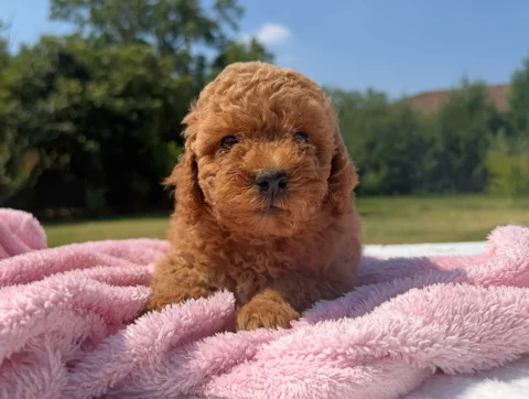 Barboncino Cuccioli