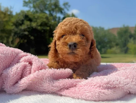 Vendita Cuccioli Barboncino