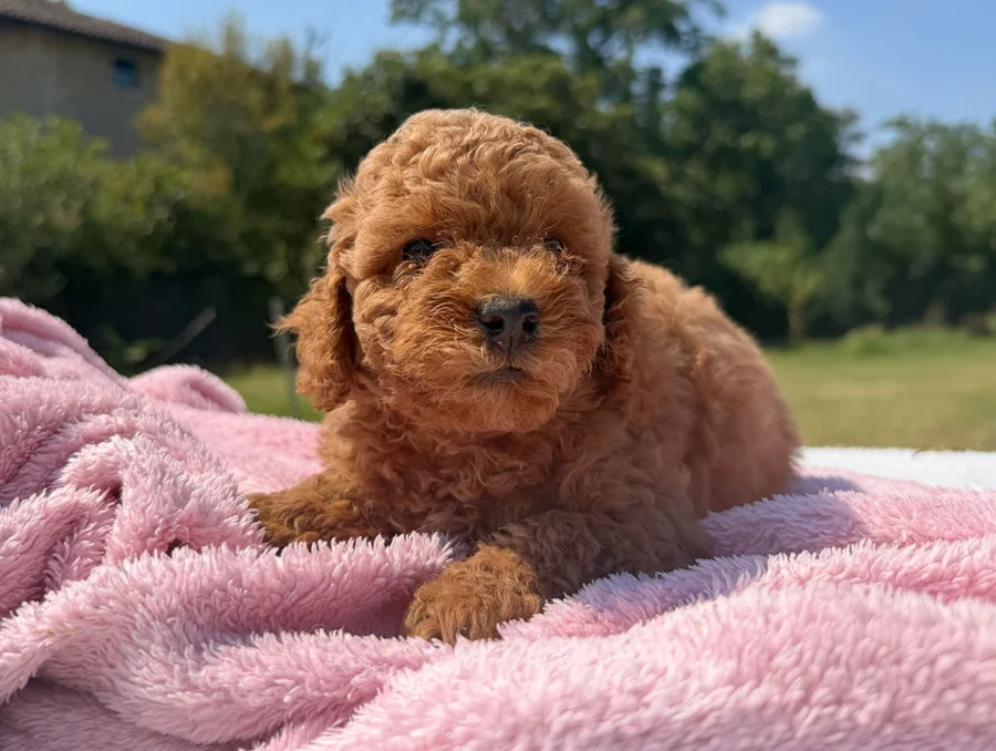 Cuccioli Barboncino
