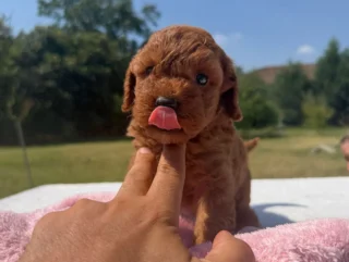 Vendita Cuccioli Barboncino Toy