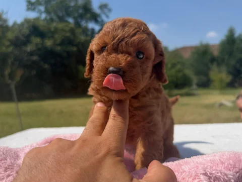 Vendita Cuccioli Barboncino Toy