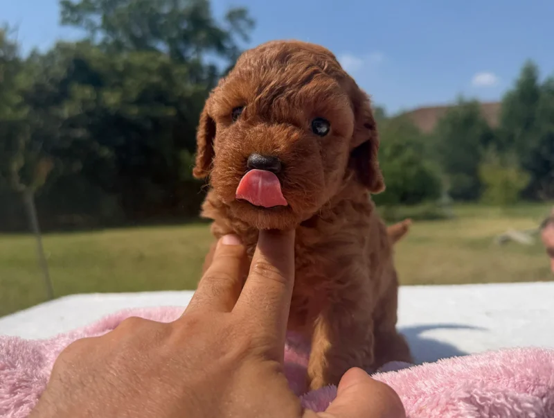 Vendita Cuccioli Barboncino Toy