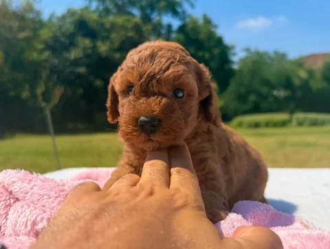 Cuccioli Barboncino Toy