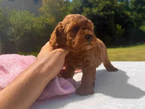 Cuccioli di Barboncino