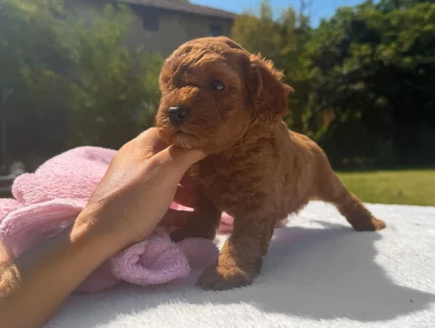 Barboncino Cuccioli