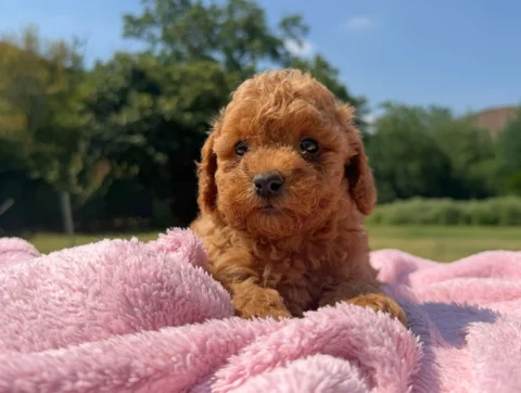 Vendita Cuccioli Barboncino Nano