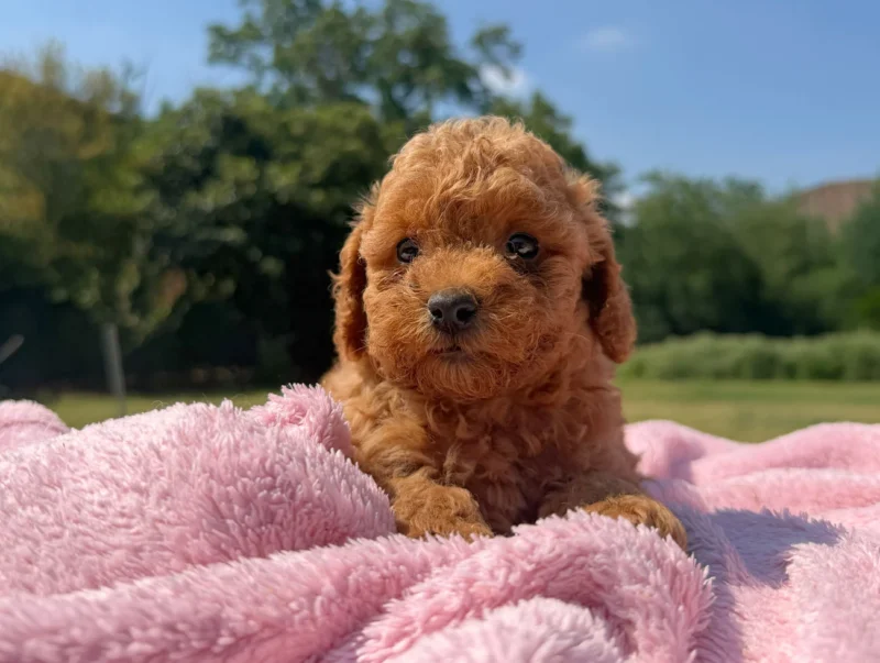 Vendita Cuccioli Barboncino Nano