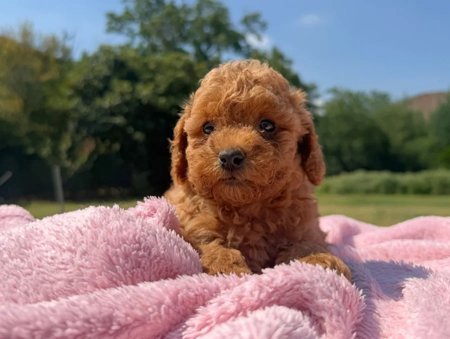 Vendita Cuccioli Barboncino Nano