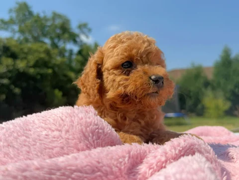 Cuccioli Barboncino Nano