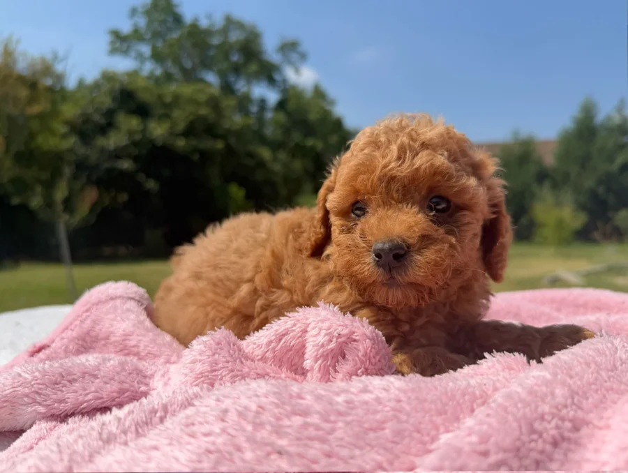 Vendita Cuccioli Barboncino Toy