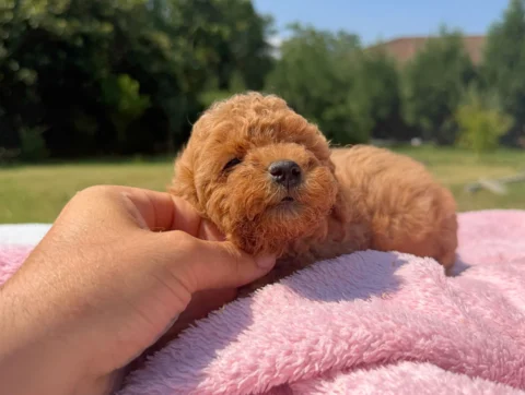 Cuccioli Barboncino Toy