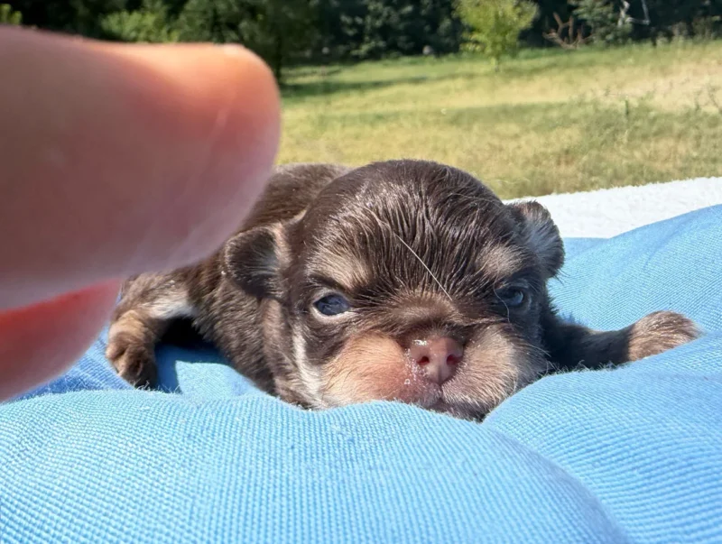 Allevamento Chihuahua