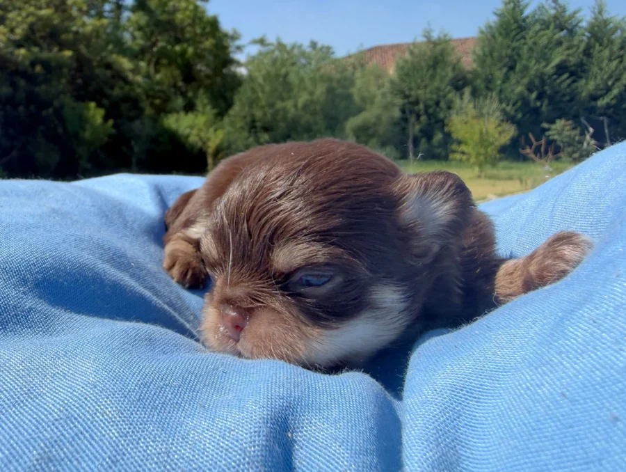 Cuccioli Chihuahua Toy