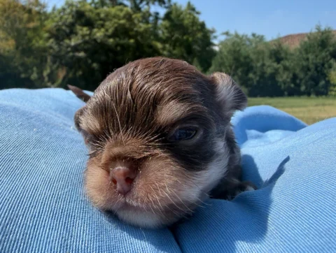 Allevamento Chihuahua Toy