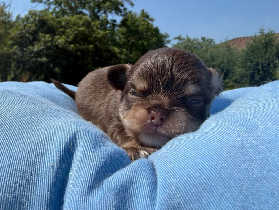 Cuccioli di Chihuahua