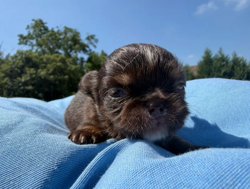 Chihuahua Cuccioli