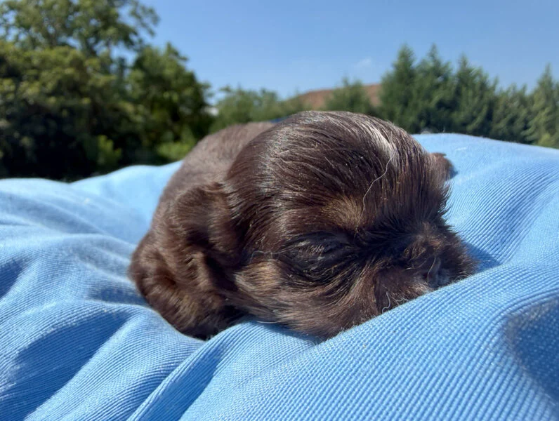 Chihuahua Tippy2