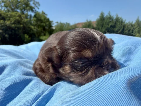 Vendita Cuccioli Chihuahua