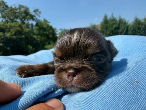 Cuccioli Chihuahua