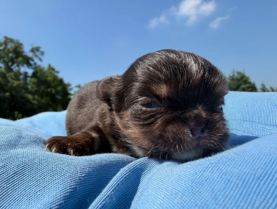 Allevamento Cuccioli Chihuahua