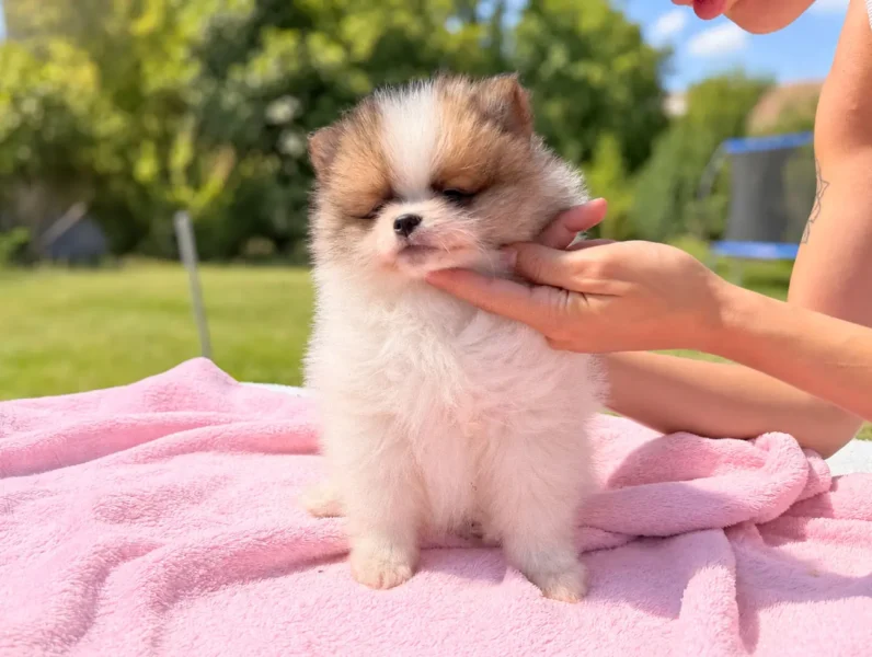 Pomerania Sendy2