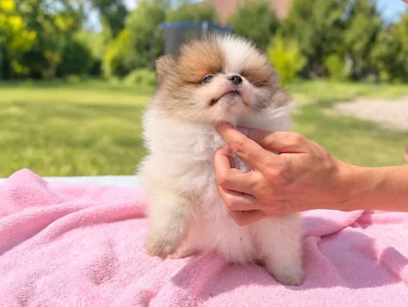 Pomerania Sendy3