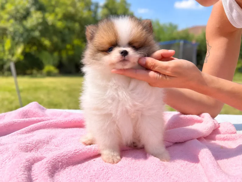 Pomerania Sendy4