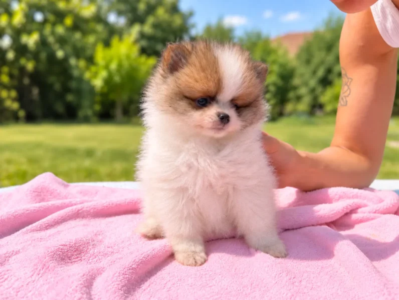 Pomerania Sendy5