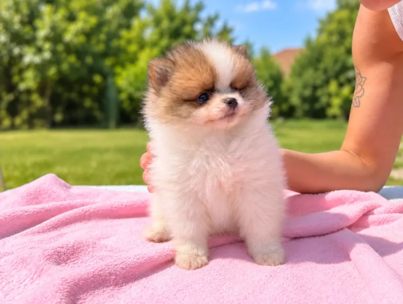 Pomerania Sendy6