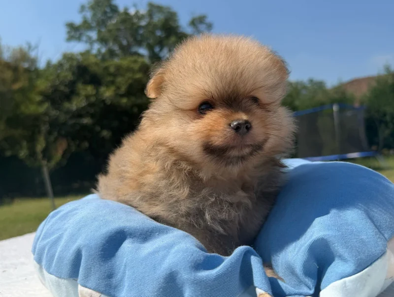 Vendita Cuccioli Pomerania
