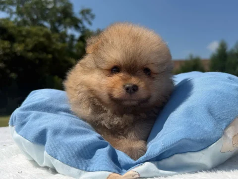 Cuccioli Pomerania
