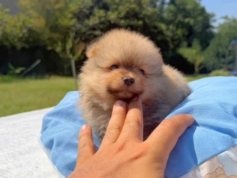 Allevamento Pomerania