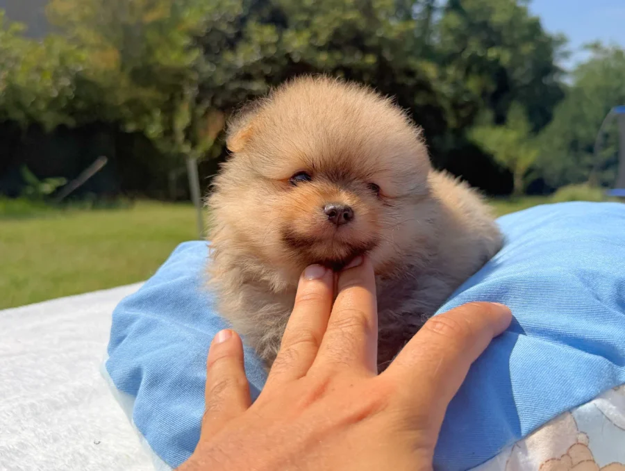 Allevamento Pomerania