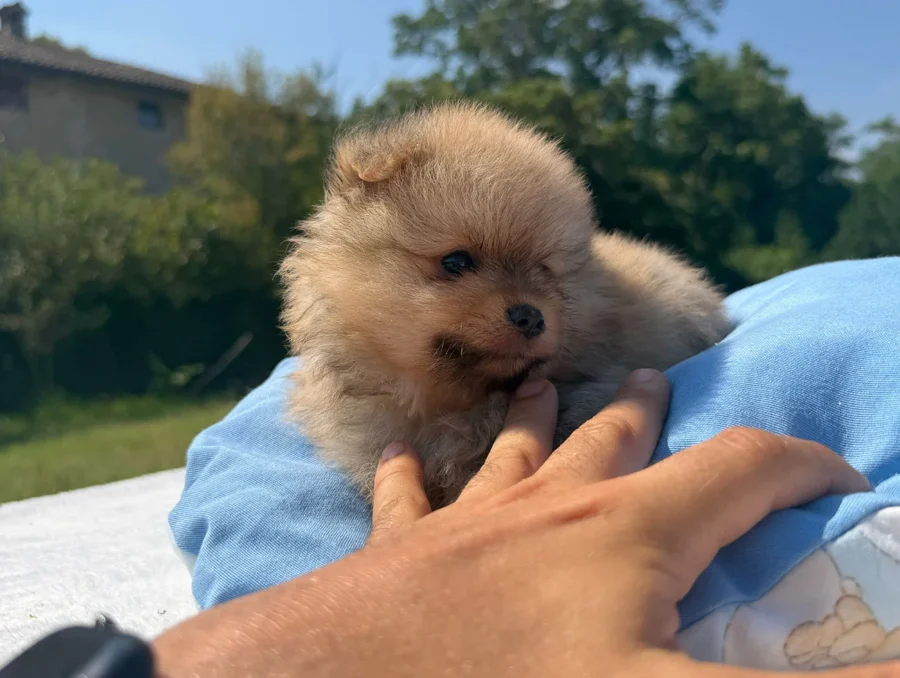 Cuccioli di Volpino di Pomerania