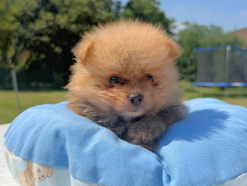 Allevamento Cuccioli Volpino di Pomerania